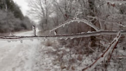 Eine Zeitlupennahaufnahme eines einzelnen Astes, der aufgrund des eisigen Regens in na mit Eis und Eiszapfen bedeckt ist