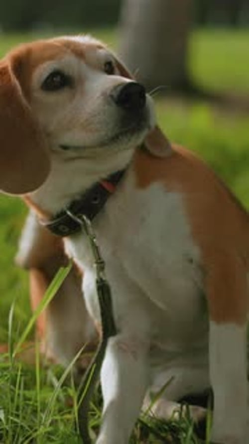 Cute Beagle Dog Sitting and Looking Around Outdoors