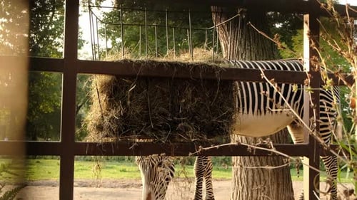 Zebras Eating Hay Together Side By Side in a Zoo Environment The Image Emphasizes the Social