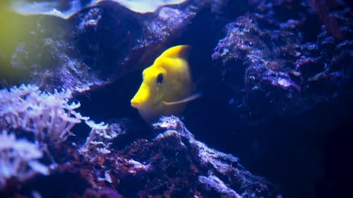 A Nemo Fish Plays Hide and Seek Amongst the Moving Tentacles of a Soft Sea Anemone Clownfish or