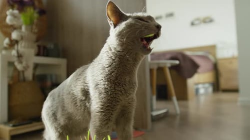 Gray Cat Eating Grass from Human Hand Indoors