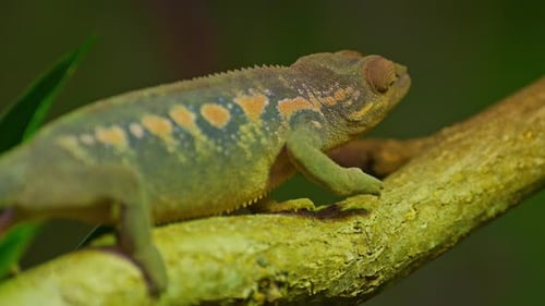 Un caméléon panthère découvert dans l'est et le nord de Madagascar dans la forêt tropicale
