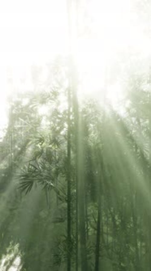 Sunlight Streaming Through Bamboo Trees in a Peaceful Forest