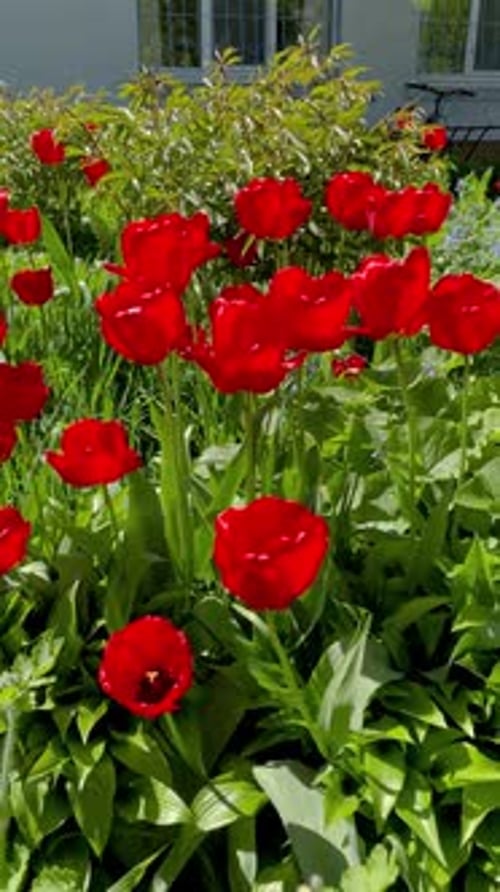 Vibrant Red Tulips Blooming in Spring Garden