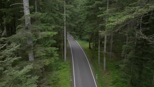 Aerial Retreat Over Road Amidst Towering Trees