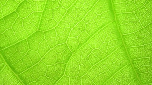 A close-up of a green leaf, highlighting its intricate vein structure.