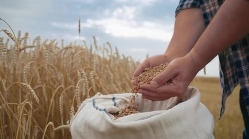 Farmers Hands Holding Ripe Grain in Beautiful Field in Summer Day Closeup Professional Agronomist