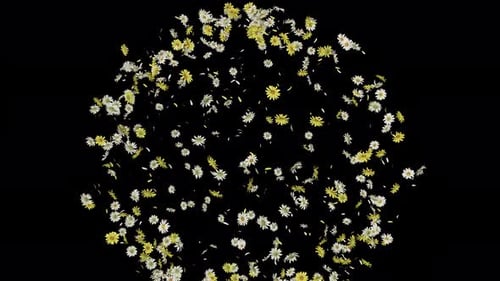 Daisy Burst mit Alpha 4K