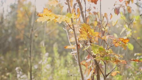 Dry Autumn Maple Tree Leaves Against Sunny Forest Landscape During Breeze Day At Cheltenham Badlands