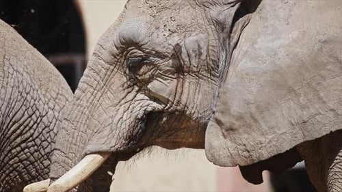 African Elephant Close Up Eating Grass