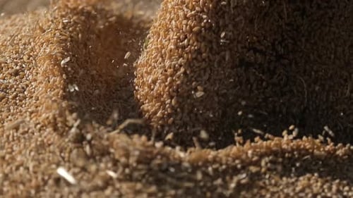 Wheat Slow Motion