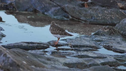 Sandpiper standing next to the water with other sandpipers out of focus on the background