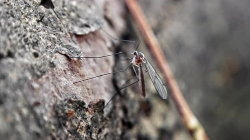 Insect Resting on Tree Surface Detailed View of Mosquito Camouflaging on Textured Tree Bark