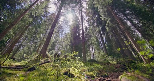 Beautiful Landscape of a Sunny Pine Forest