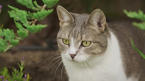 Stray Cat in the Garden Close Up