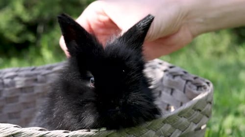 black cute little rabbit inside basket on green grass in park.