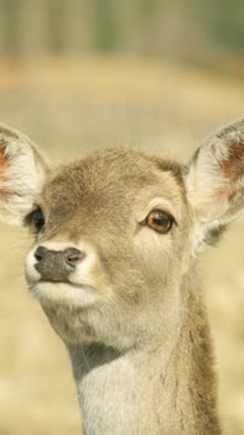 Jovem cervo fulvo olhando para cima com orelhas grandes na reserva natural