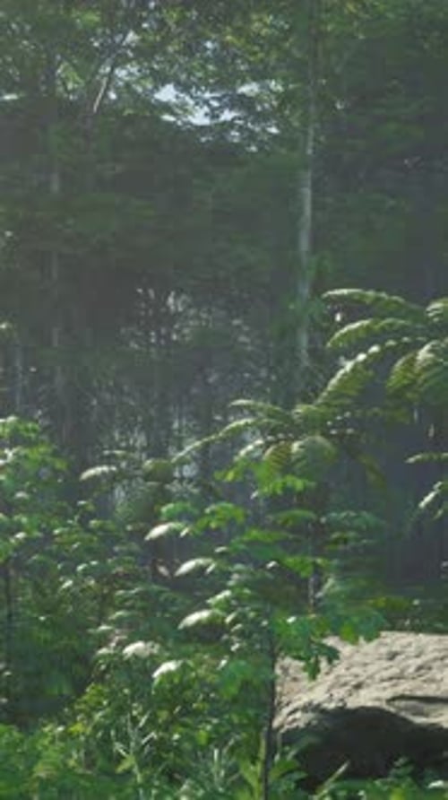 The Beautiful Scene of Tropical Rain Forest