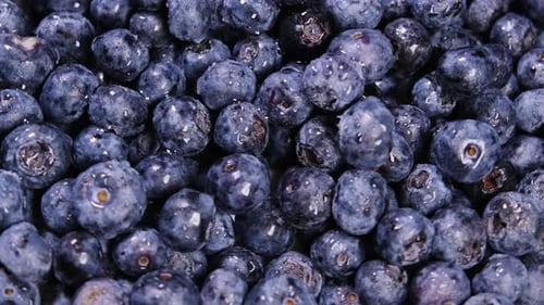 Vidéo macro de bleuets frais en gros plan