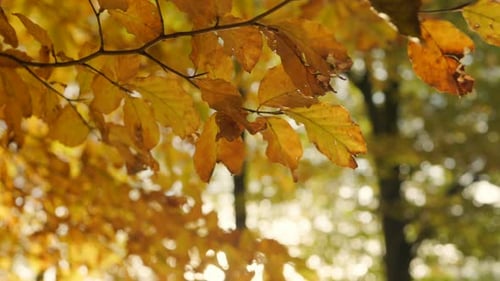 Golden Autumn Leaves Gently Swaying in Sunlight