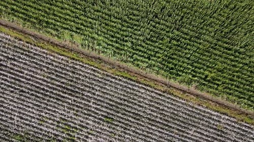 Corn And Cotton Fields