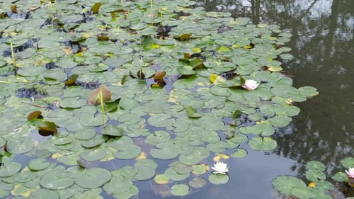 White Lilies on Lake Under Sun