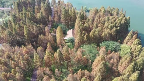 Autumn forest