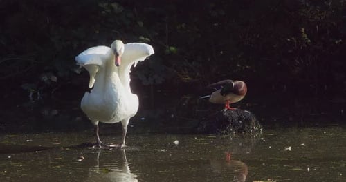 White Swan Raised Its Wings Alongside Mallard Duck Preening Feathers In The Pond At Tehidy Country P