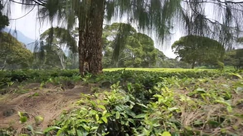 beautiful mountain scenery natural panorama of hills, and tall green trees with green tea plantation