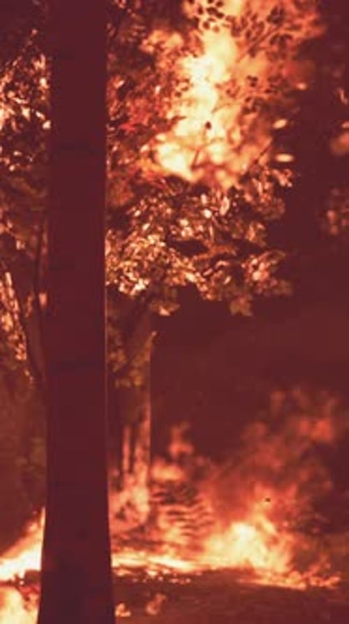 Wildfire Burns Ground in Forest