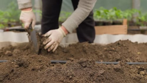 Spring Planting Farmer's Hands at Work in Garden Soil