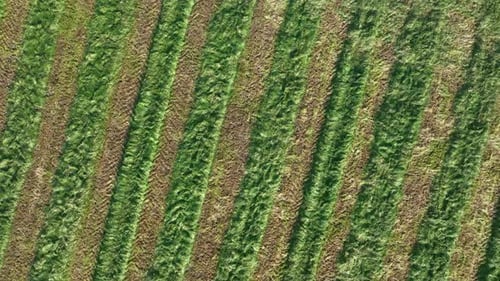Herbe coupée sur une ferme laissée à flétrir, prête pour l'ensilage du bétail