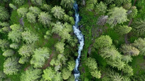 A forest with a narrow stream flowing through lush green trees and dense vegetation , aerial view
