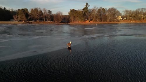 Bald Eagle Looking For Fish