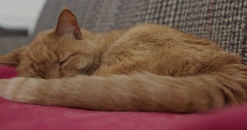 Close Up Pan Left Shot of a Sleeping Orange Tabby Cat