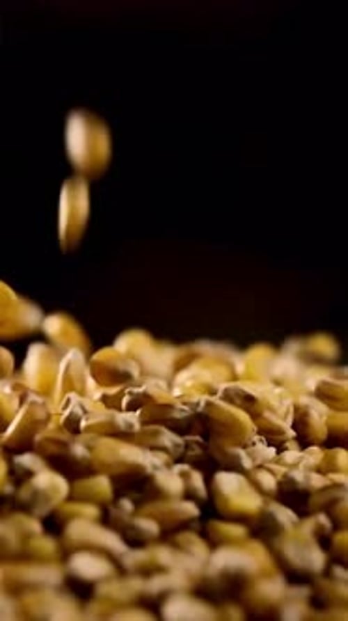 Vertikale Ansicht von frischem Mais