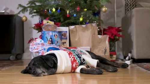 Dog Wearing Christmas Sweater Lying Underneath Tree