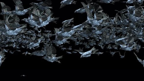 26 Bird Bat Flying 4K