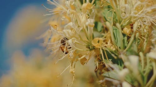 Bee Visiting Yellow Flower Blossom in Garden