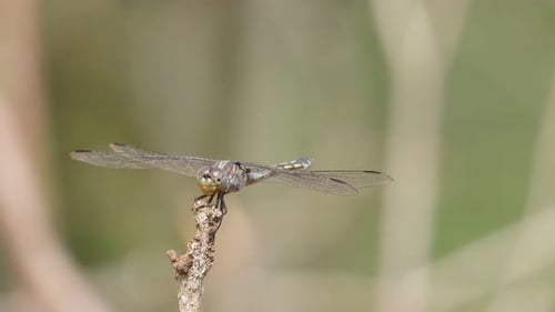 Dragonfly Resting Peacefully on a Twig