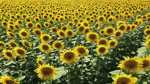 Common sunflower.