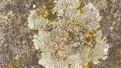 Stone Moss Closeup View