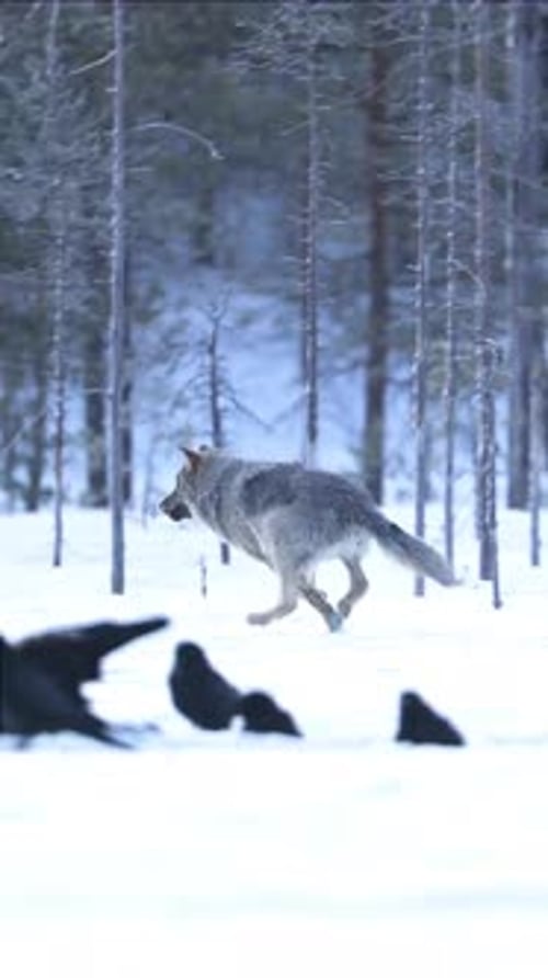 Winter Clash Wolves corriendo de forma salvaje y feroz