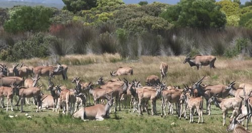 Common eland resting in the midday sun in South Africa