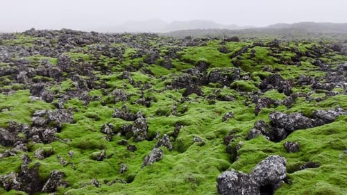 Lava Field Covered with Green Moss in Iceland Scenic National Park Area Summer Volcanic Field