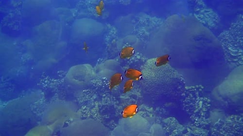School of Yellow Butterflyfish Gracefully Swim in Ocean