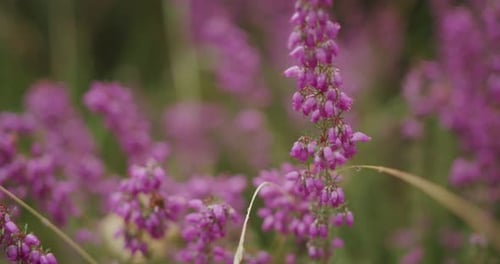 shot of pink flowers in a green field - Handheld, Slow Motion