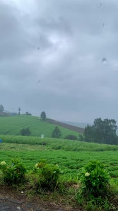 Rainy Plantation