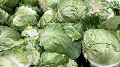 Fresh Green Cabbage in Abundance