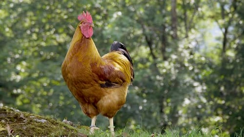 Portrait shot of Brown Chicken Hen in Wilderness watching around in sunlight - Forest trees in backg